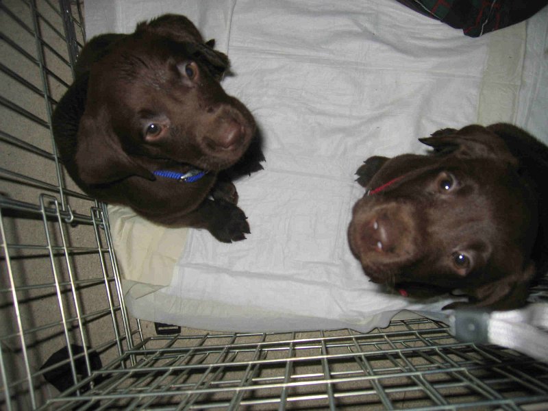 Puppies2