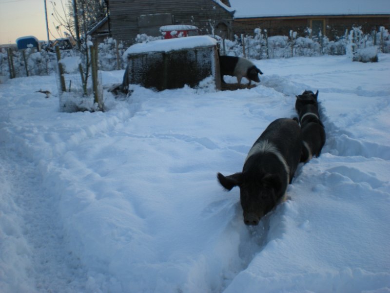 DSCN0769